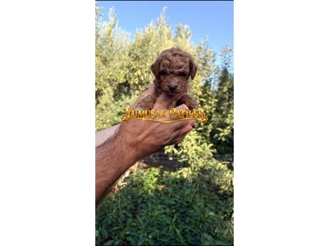 Sevimli ırk toy poodle