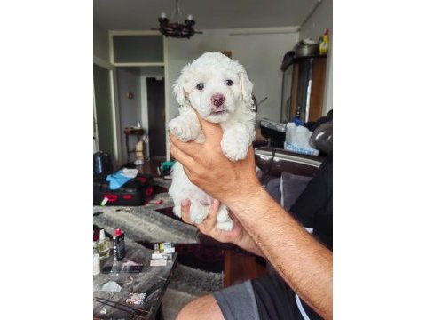 Maltese terrier yavrular a kalite