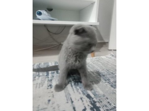 Sahiplendirilecek scottish fold