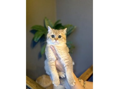 Brıtısh shorthair golden yavrularım 