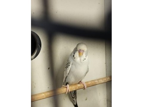 Yeni bebek muhabbet kuşları