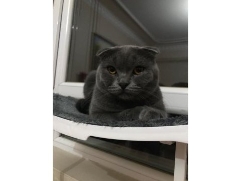 Scottish fold oğlumuza gelin arıyoruz