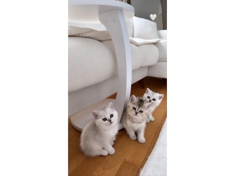 Yavru 2 aylık kedim chinchilla