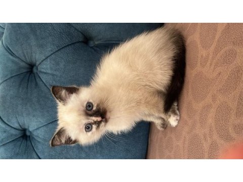Çok uysal ve sevecen british shorthair