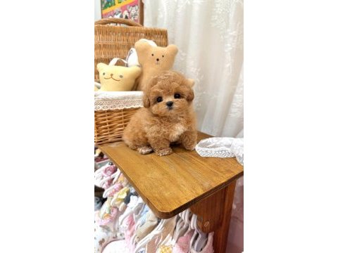 Teacup kore maltipoo yavruları