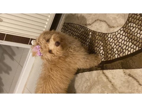 Maltipoo köpeğimize lilaya ömürlük yuva