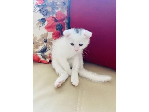 Scottish fold bebek