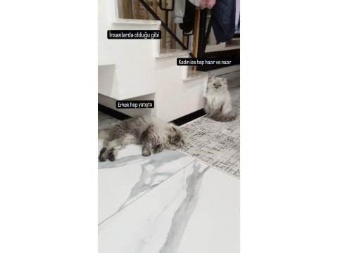 Mama karşılığı british longhair silver point