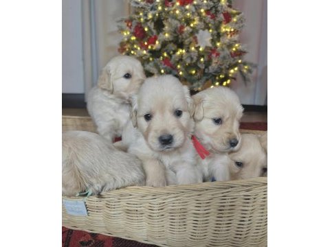 Safkan golden retriever yavrular
