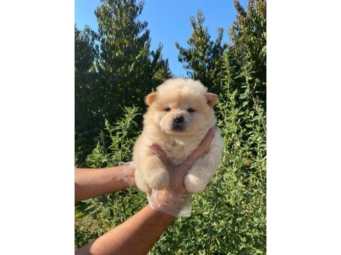 Orijinal a kalite chow chow yavrular