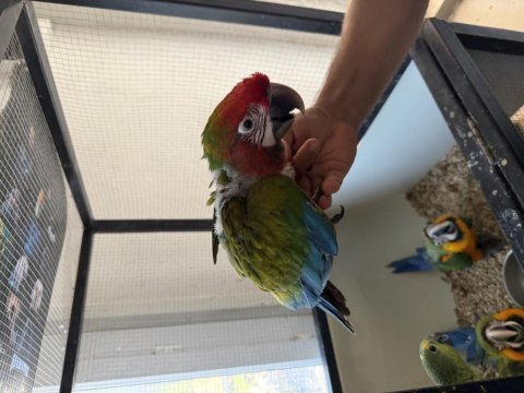 Resmi belgeli calico macaw papağanı el besleme yavru