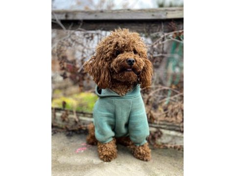 15 aylık kore kuyruksuz poodle
