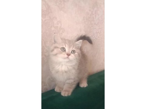 Kaliteli british longhair yavru arayan