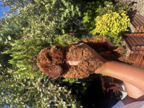 Yavru toy poodle