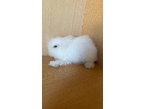 Uyguna lop tavşanlar ilk gelen alır
