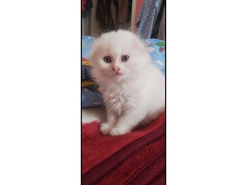 Scottish fold yavrular
