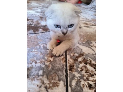Scottish fold 5 aylık