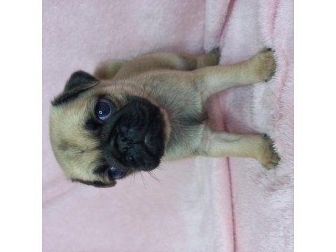 Pug yavruları