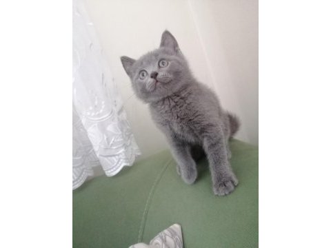 British shorthair