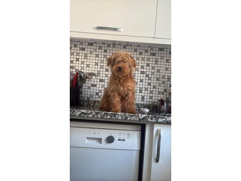 Köpeğimiz pablo için eş arıyoruz adana içi