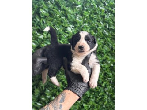 Burkemden a kalite border collie yavrular