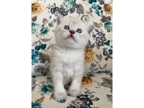 British shorthair