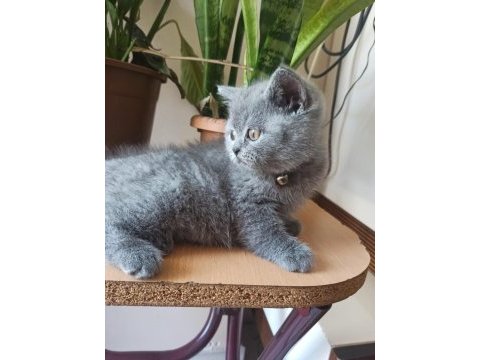 Orjinal ayı surat yavrumuz scottish fold