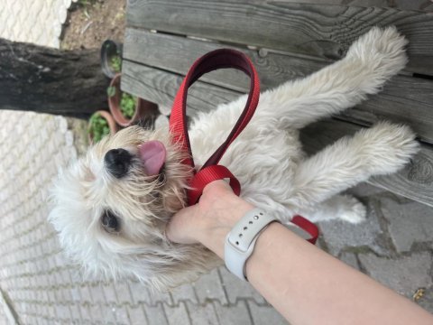 4.5 aylık dişi terrier