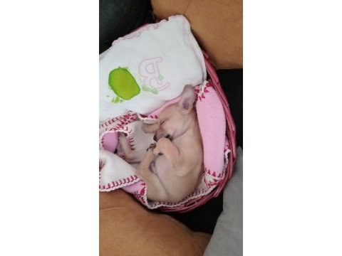 50 günlük pinscher