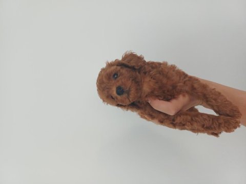 50 günlük toy poodle yavrular