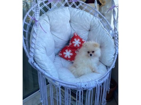 Sağlıklı yavru pomeranian sahiplendiriyorum 3 aylık