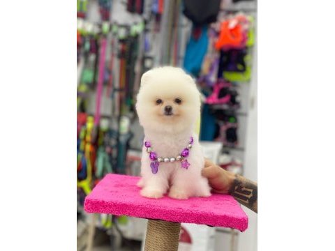 Pomeranian bebekleri