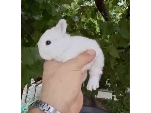 Netherland dwarf cüce tavşanlar