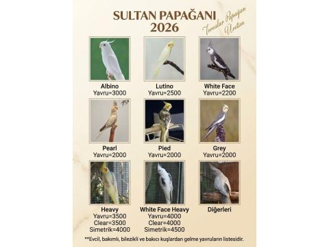 [güncel] evcil-bilezikli sultan papağanı yavruları