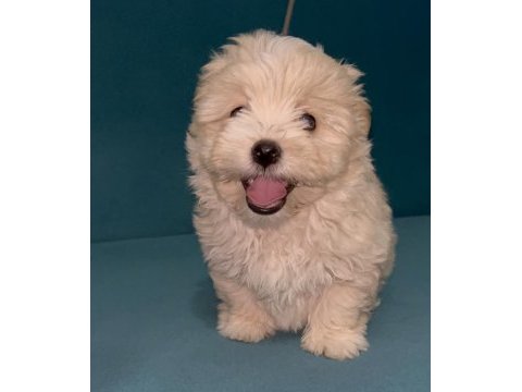 Böyle güzel maltipoo yavrum olsun istiyorsan ulaşabilirsin