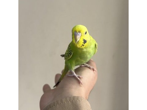 Bebek muhabbet kuşu yeni yeme düşmüş gönderim var