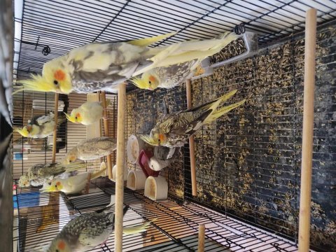 Yumurtalı çift tek erkek dişi ne lazımsa sultan papağanlar