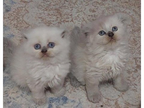 Topkafa kan hattı belli safkan cins kediler