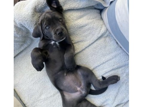 Cane corso sağlık ve ırk garantili