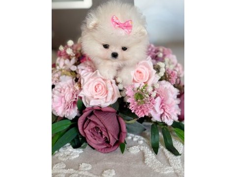 Mikro boy dişi pomeranian