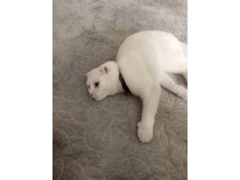 Uygun puanı british shorthair kızımız 11 aylık dişi