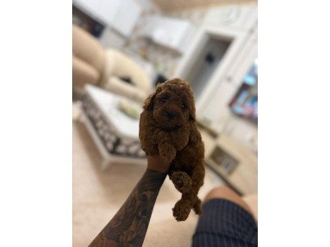 Toy poodle kore a sınıf kalite
