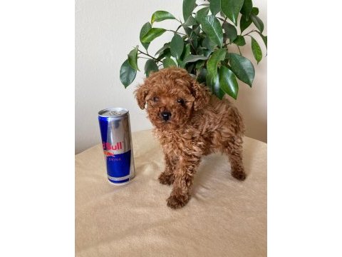 Aileden ufak boyutlu toy poodle uyguna