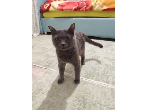 British shorthair annemiz 1 buçuk yaşında