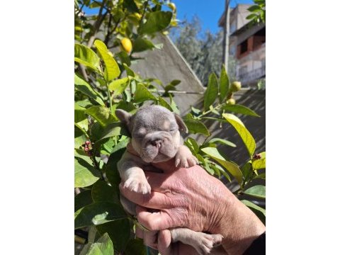 Lilac tan erkek french bulldog
