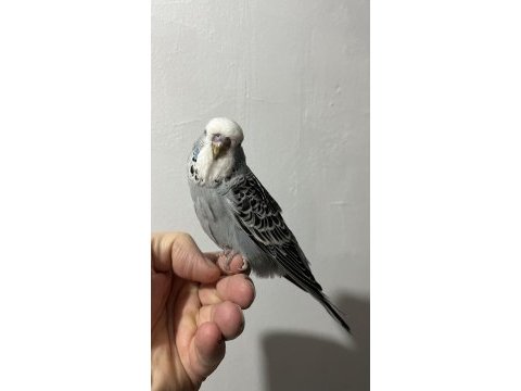 Şov muhabbet kuşu yavrular