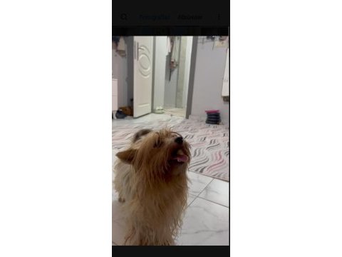 Çift damızlık yorkshire terrier