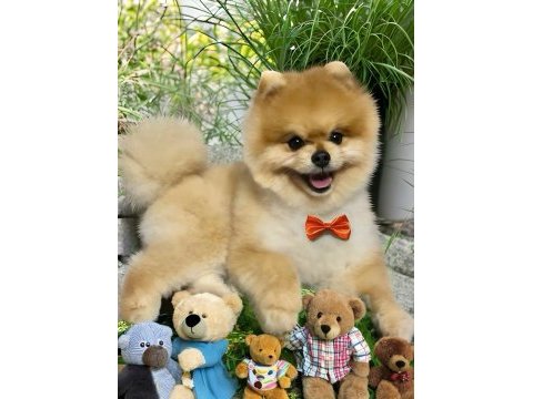 Antalya ırk ve sağlık garantili kar beyaz erkek pomeranian
