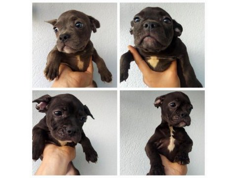 French bulldog yavrularımız yeni yuva arıyor