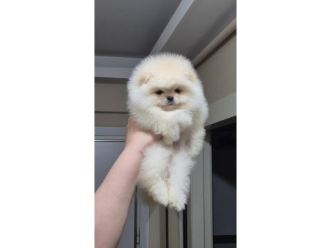 Üst kalite orijinal ırk ayıcık yüz pomeranian boo